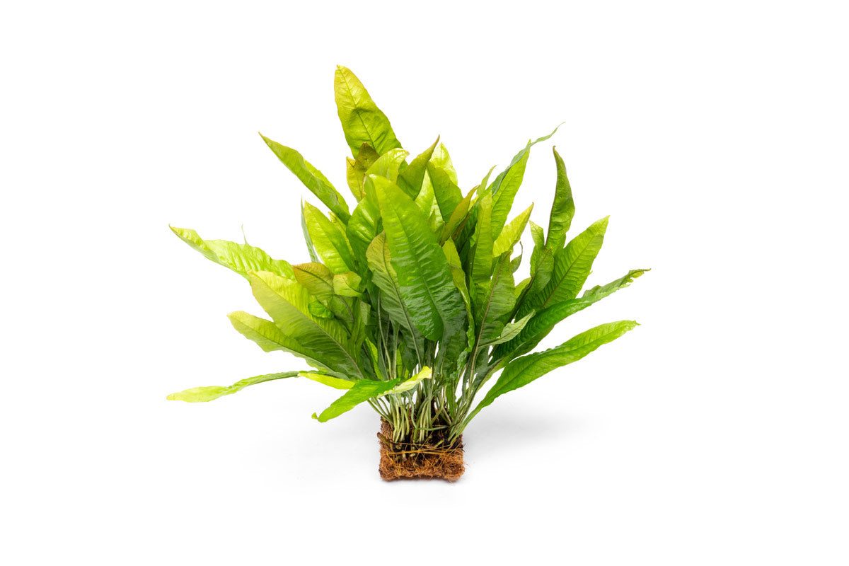 Java Fern Mat Aquarium Plant - Buce Plant