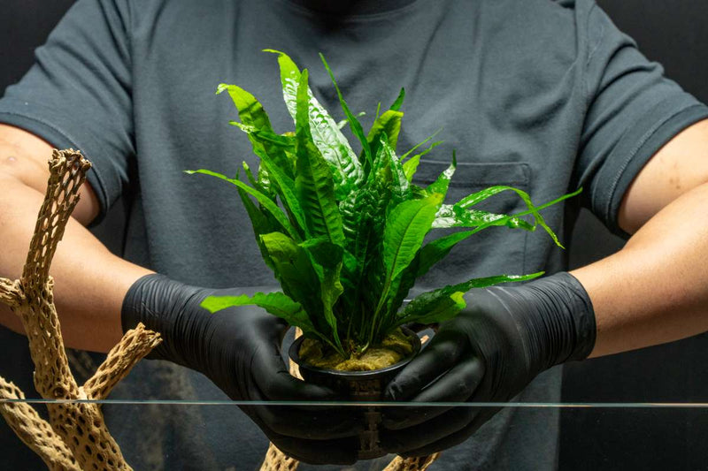 Java Fern Mother Pot Aquatic Plant - Buce Plant