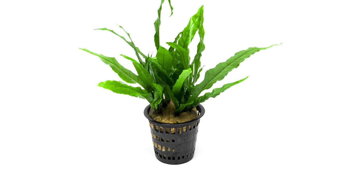 Java Fern Mother Pot - Buce Plant