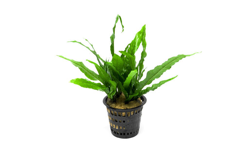 Java Fern Mother Pot