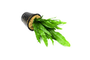 Java Fern Mother Pot Aquatic Plant - Buce Plant