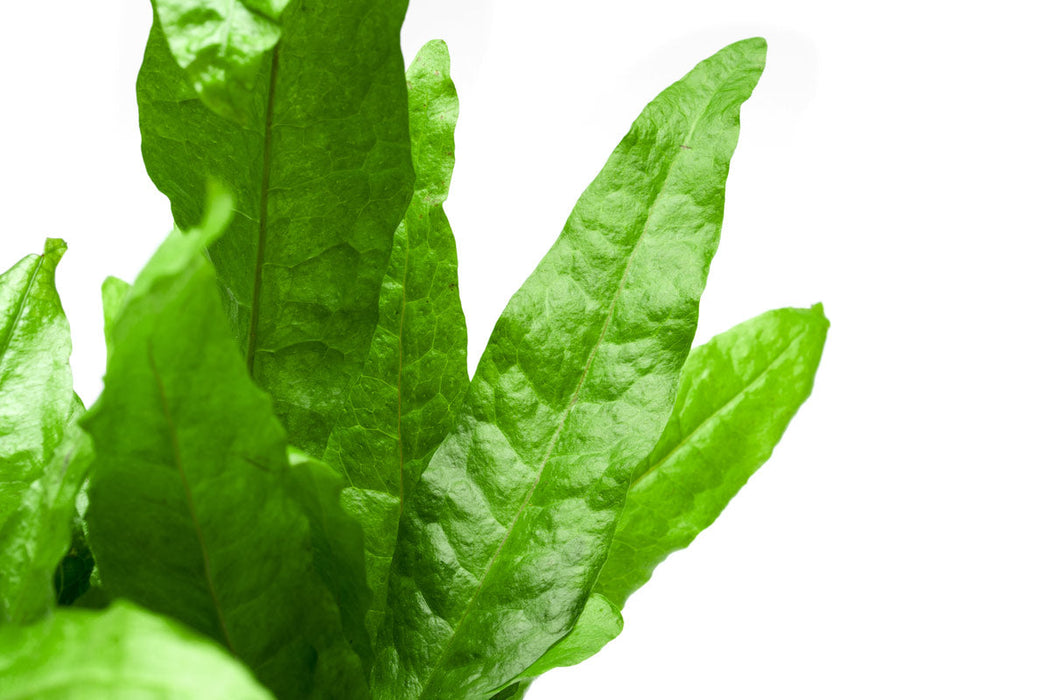 Java Fern Mother Pot