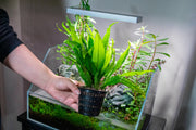 Java Fern Mother Pot Aquatic Plant - Buce Plant