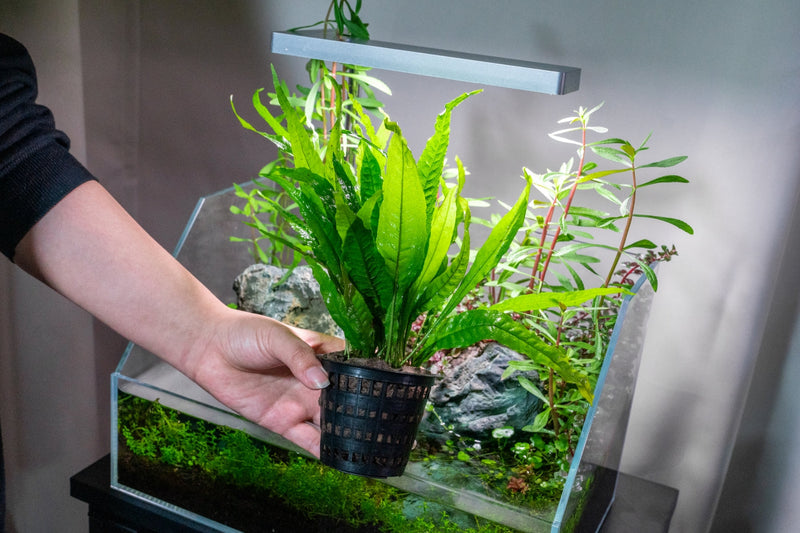 Java Fern Mother Pot Aquatic Plant - Buce Plant