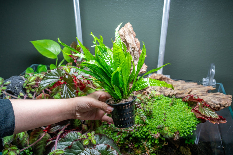 Java Fern Mother Pot Aquatic Plant - Buce Plant