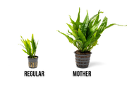 Java Fern Mother Pot Aquatic Plant - Buce Plant