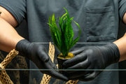 Java Fern Narrow Aquatic Plant - Buce Plant