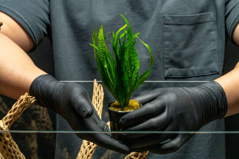 Java Fern Narrow Aquatic Plant - Buce Plant