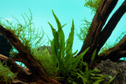 Java Fern Narrow Aquatic Plant - Buce Plant
