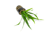 Java Fern Narrow Aquatic Plant - Buce Plant