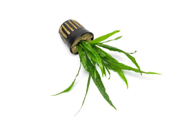 Java Fern Narrow Aquatic Plant - Buce Plant