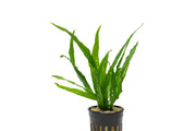 Java Fern Narrow Aquatic Plant - Buce Plant