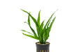 Narrow Java Fern aquatic plant by CPA with lush green, fronded leaves suitable for freshwater aquariums.