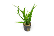 Java Fern Narrow Aquatic Plant - Buce Plant