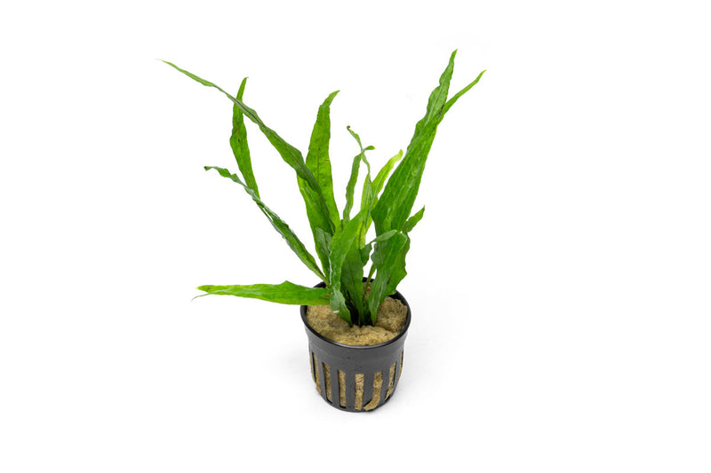 Java Fern Narrow Aquatic Plant - Buce Plant
