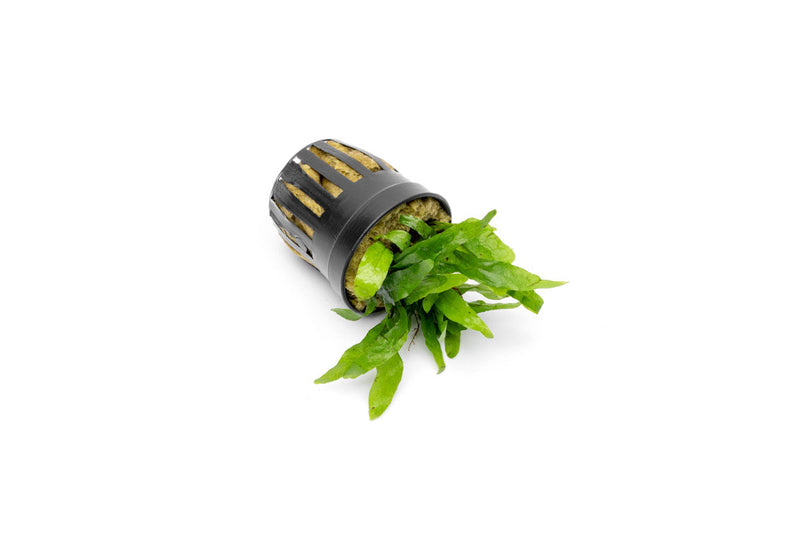 Healthy Java Fern Narrow Mini aquatic plant from CPA with slender, vibrant green leaves suitable for freshwater aquariums.
