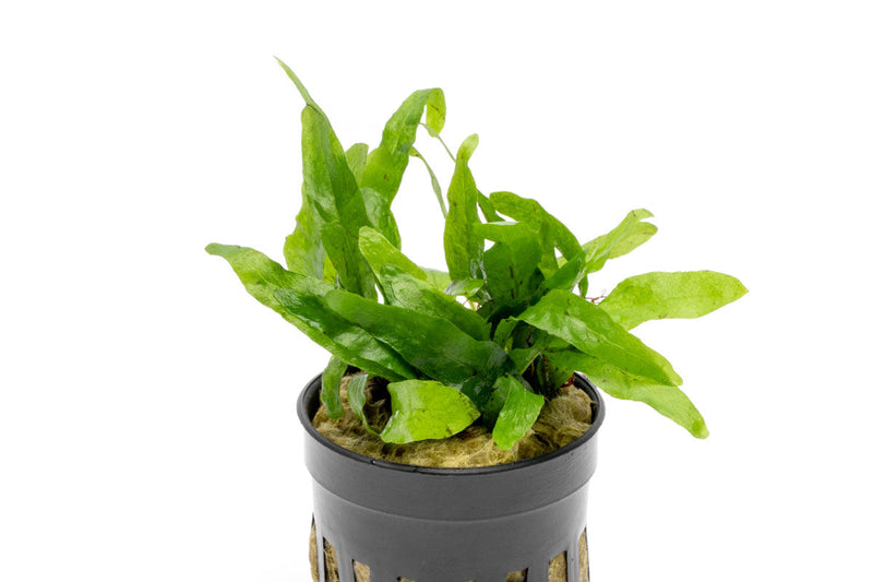 Java Fern Narrow Mini aquatic plant by CPA showing lush green, narrow-leafed foliage suitable for freshwater aquariums.