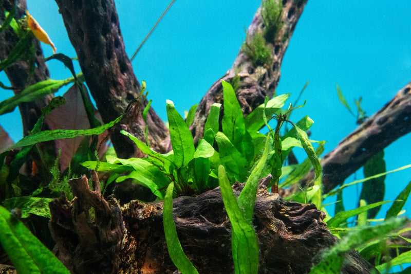 Close-up of CPA Java Fern Narrow Mini aquatic plant with slender, vibrant green fronds suitable for freshwater aquariums.
