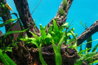 Java Fern Narrow Mini - Buce Plant