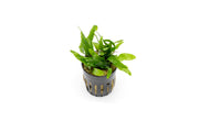 Narrow mini Java Fern aquatic plant by CPA, featuring slender green leaves ideal for freshwater aquariums.