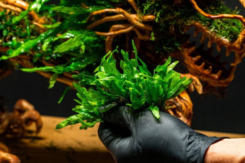 Java Fern Narrow Mini aquatic plant by CPA with slender green fronds suitable for freshwater aquariums.