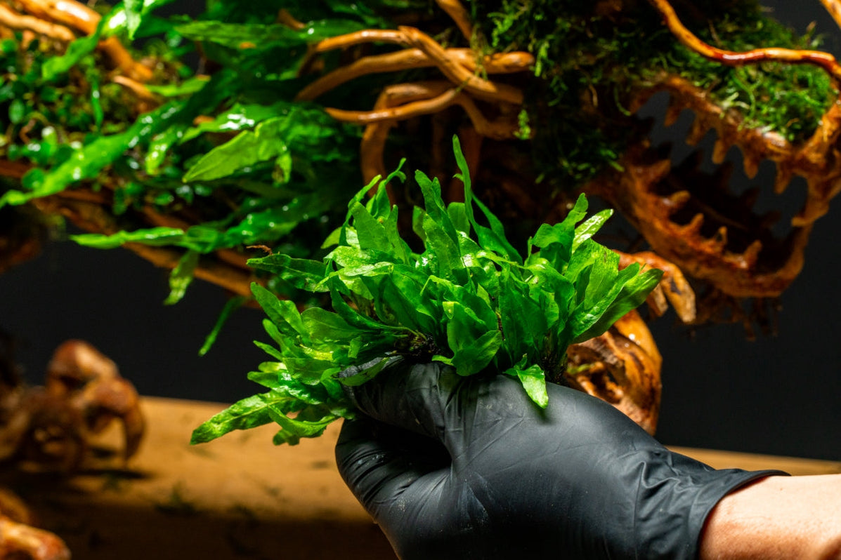 Java Fern Narrow Mini Aquarium Plant — Buce Plant