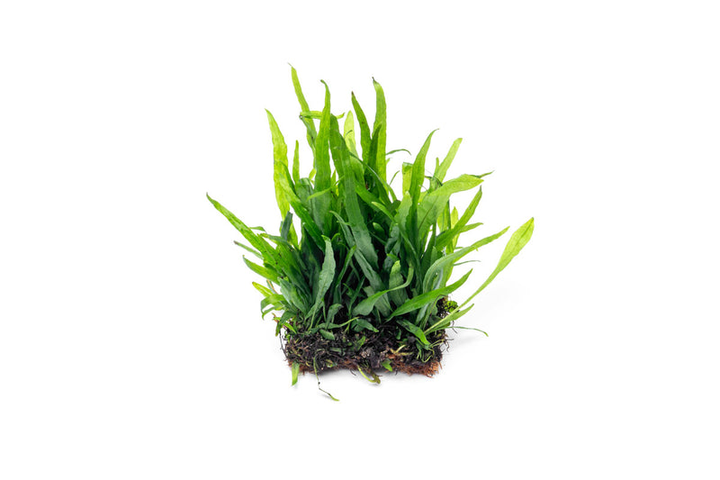 Java Fern Narrow on Coco Fiber Mat Aquatic Plant - Buce Plant