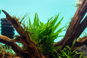 Java Fern Narrow on Mat Aquatic Plant - Buce Plant