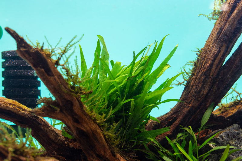 Java Fern Narrow on Mat Aquatic Plant - Buce Plant