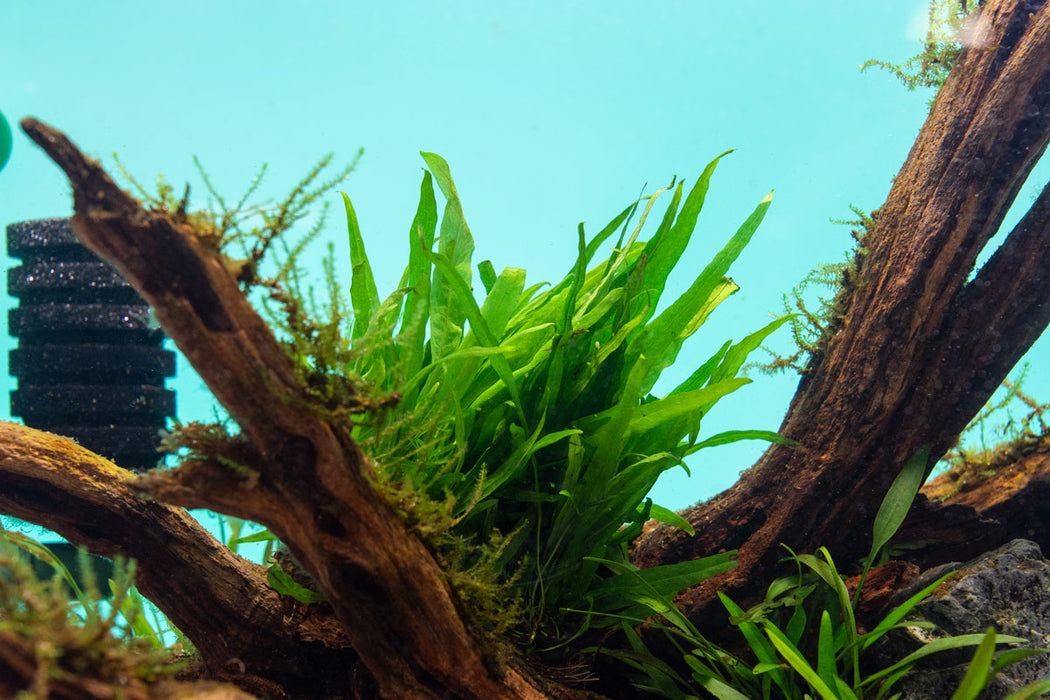 Narrow Java Fern aquatic plant on mat by CPA, showing green fronds suitable for freshwater aquariums.