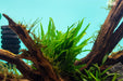 Narrow Java Fern aquatic plant on mat by CPA, showing green fronds suitable for freshwater aquariums.