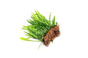 Java Fern Narrow on Coco Fiber Mat Aquatic Plant - Buce Plant
