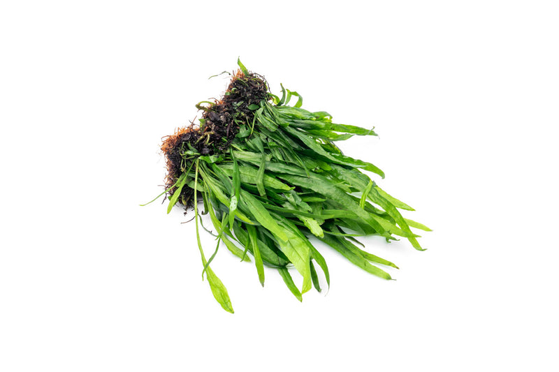 Java Fern Narrow on Coco Fiber Mat Aquatic Plant - Buce Plant