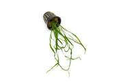Java Fern Needle Leaf Aquatic Plant - Buce Plant
