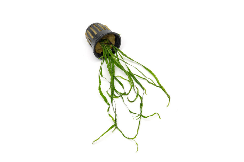 Java Fern Needle Leaf Aquatic Plant - Buce Plant