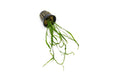 Healthy Java Fern Needle Leaf aquatic plant from CPA with lush, needle-like green fronds for freshwater aquariums.