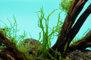 Java Fern Needle Leaf Aquatic Plant - Buce Plant