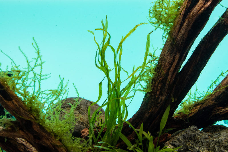 Java Fern Needle Leaf Aquatic Plant - Buce Plant