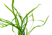 Java Fern Needle Leaf Aquatic Plant - Buce Plant