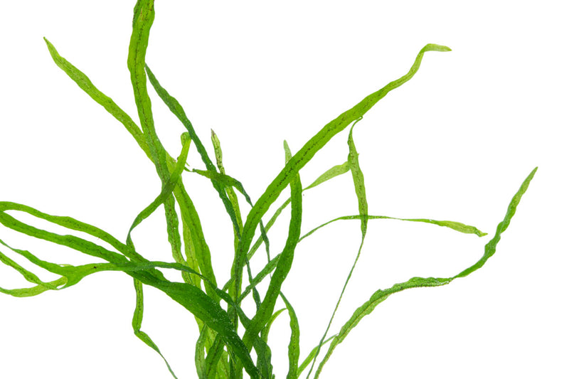 Java Fern Needle Leaf Aquatic Plant - Buce Plant