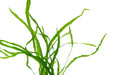Close-up of CPA Java Fern Needle Leaf aquatic plant with slender, needle-like green leaves for freshwater aquariums.