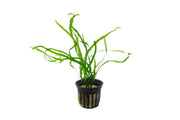 Java Fern Needle Leaf Aquatic Plant - Buce Plant