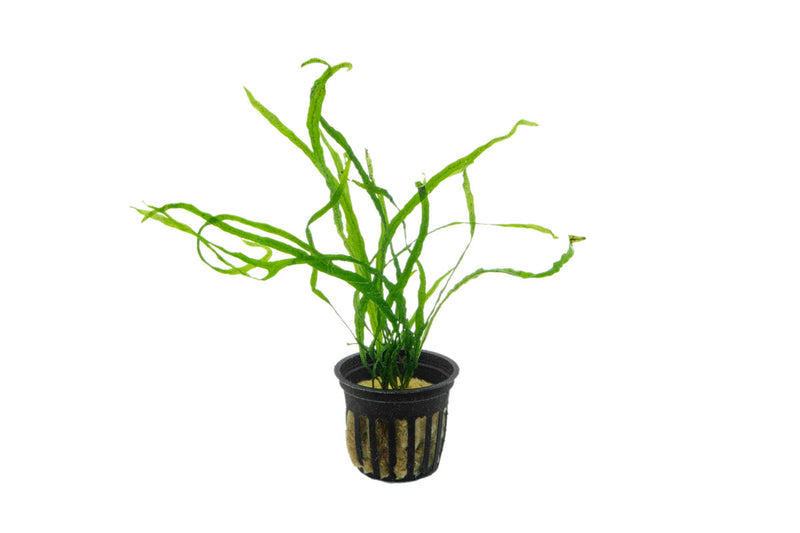 Java Fern Needle Leaf Aquatic Plant - Buce Plant