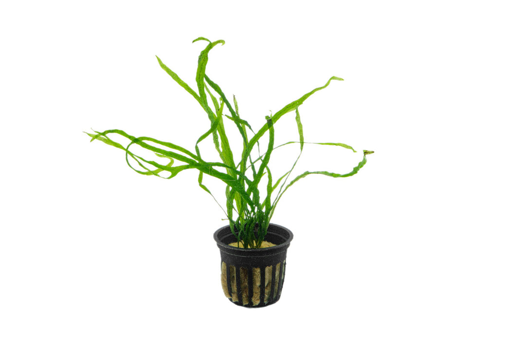 Healthy Java Fern Needle Leaf aquatic plant from CPA with slender, vibrant green leaves suitable for freshwater aquariums.