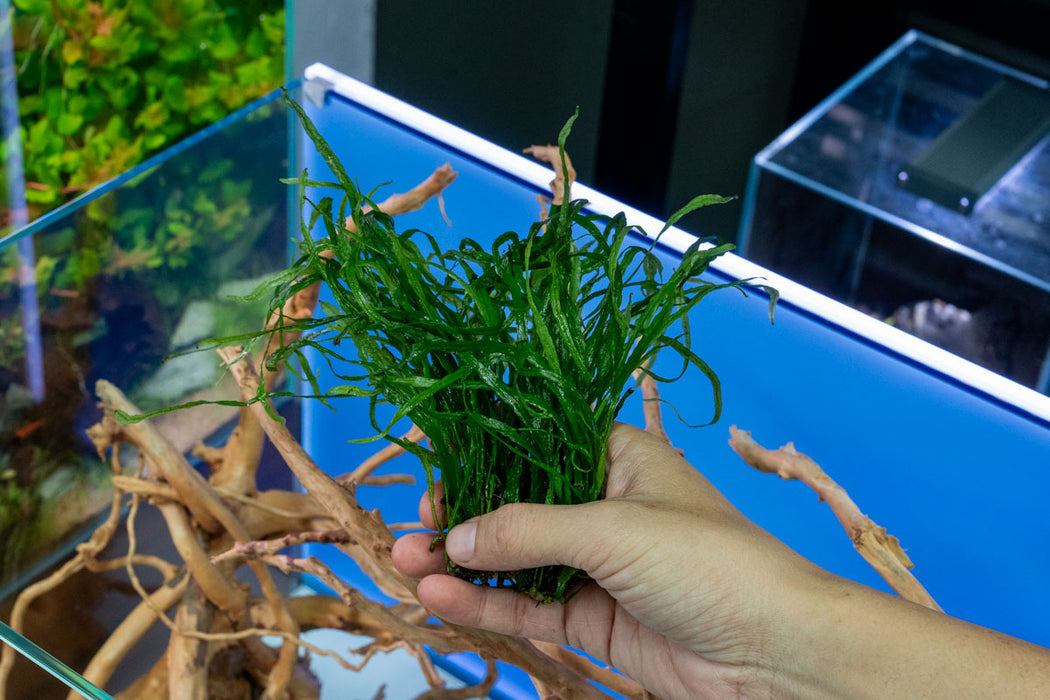 Java Fern Needle Leaf