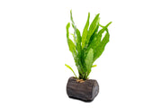 Java Fern planted on nano wood, aquatic plant from CPA, showcasing lush green foliage attached to small driftwood piece.