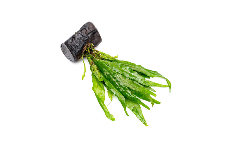 Java Fern aquatic plant attached to nano wood, designed for freshwater aquariums, by CPA.