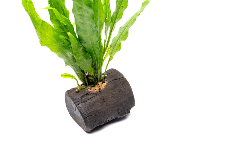 Java Fern planted on nano wood, an aquatic plant from CPA, suitable for freshwater aquariums, showcasing vibrant green leaves.