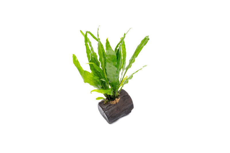 Java Fern aquatic plant attached to nano wood, ideal for freshwater aquariums, by CPA.
