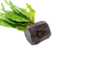 Java Fern aquatic plant mounted on Nano Wood, ideal for freshwater aquariums, by CPA.